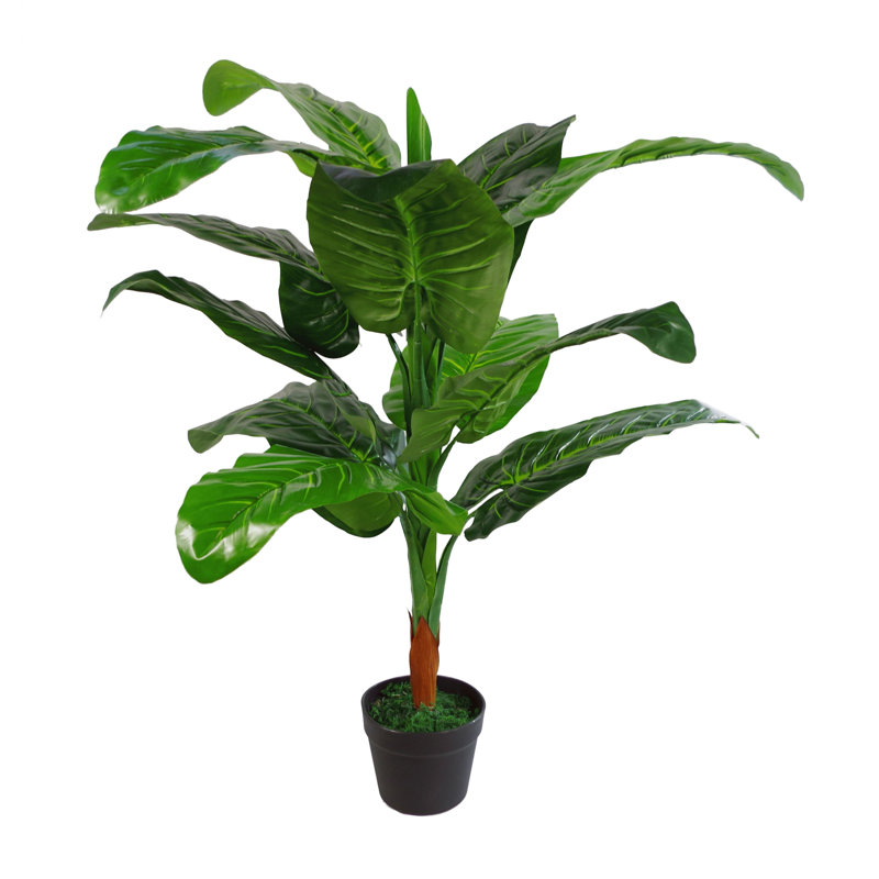 Coffee Cups' elephant's ear FineGardening Coffee Cups' elephant's ear FineGardening
